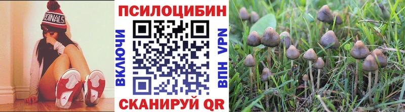 где можно купить наркотик  Данков  Псилоцибиновые грибы Psilocybe 